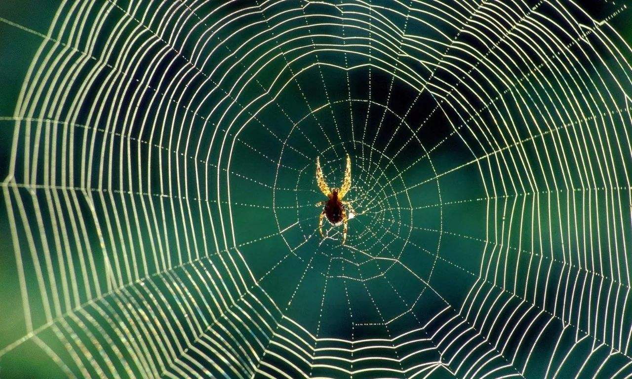 模仿蜘蛛丝结构,中国学者研制出超强荧光弹性